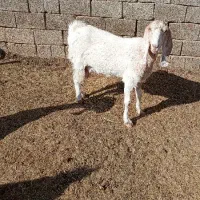 بز پاکستانی فروشی