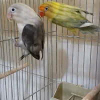 جفت کوتوله‌مولدپاربلو دبل فکتور وپاربلوبلک سرسفید