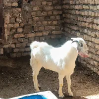 فروش بزغاله نر