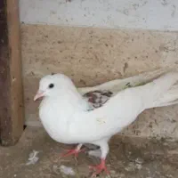 کفتر|پرنده|فومن, |دیوار