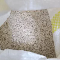 برنج هاشمی اصل به شرط