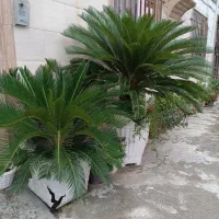 سیکاس