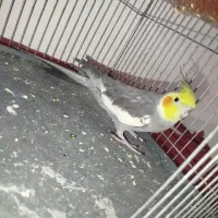 عروس هلندی نر ماده