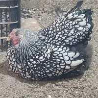 تخم نطفه دار و جوجه