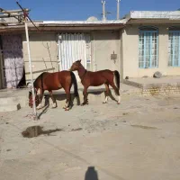 فروش یا معاوضه اسب مادیون دره‌شوری با نریونش|اسب و تجهیزات اسب‌سواری|مرودشت, مسجد رسول‎|دیوار