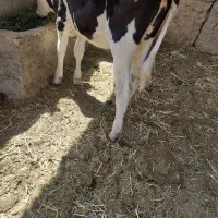 گاو  گوساله