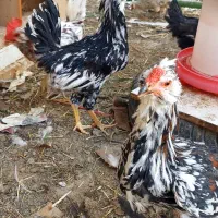 خروس گلین|حیوانات مزرعه|شاهین‌شهر, گرگاب|دیوار