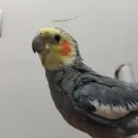 یک جفت عروس هلندی لوتینو و خاکستری|پرنده|مراغه, |دیوار