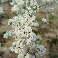 ۲۰۰۰مترباغ اماده