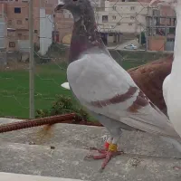 چند عدد کبوتر فروشی|پرنده|مینودشت, |دیوار