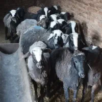 گوسفند سالم ای دست