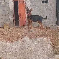 سگ خ