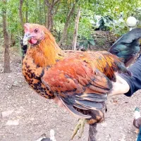 مرغ وخروس زینتی و محلی|حیوانات مزرعه|اطاقور, |دیوار