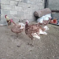 بوقلمون بوربون سینه پهن|حیوانات مزرعه|بیلوار, |دیوار