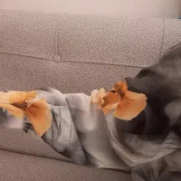 لباس شونیز مجلسی سایز ۳۶ نوجوانان|لباس|پیشوا, |دیوار