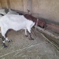 بز پاکستانی با کهره نر ۱۵ روزه