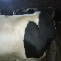 گوساله نر چاق