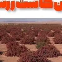 فروش نهال زرشک|خدمات باغبانی و درختکاری|مشهد, فرودگاه|دیوار