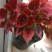 حسن یوسف|گل و گیاه طبیعی|اهر, |دیوار