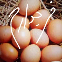 خرید و فروش تخم مرغ