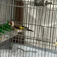 سهره|پرنده|ری, صفاییه (چشمه علی)|دیوار