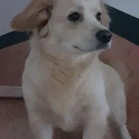 سگ گمشده ن ی ه ،زه وینه بو معامله