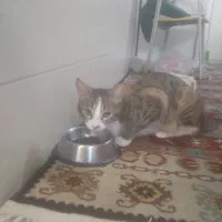 یک عدد گربه خانگی دختر