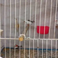 فنج های مولد جف باقفسو بدون قفس بشرط جوجه|پرنده|قم, شاه ابراهیم|دیوار