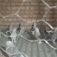 کبوترترکیه ای