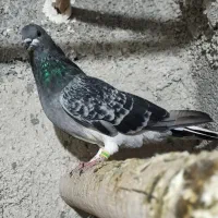 یک جفت کبوتر ماده زور دار|پرنده|ایوان, |دیوار