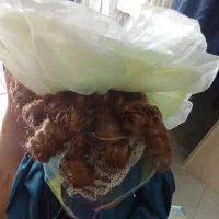 عروسک سرامیکی|اسباببازی بچه|تبریز, |دیوار