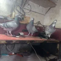 دوبر سرعتی|پرنده|اردبیل, |دیوار