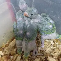 طوطی ملنگو پرسیخ