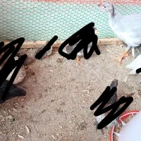 شاخدار (مرغ گینه ای)