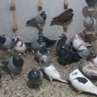 تعدای کفتر پرشی