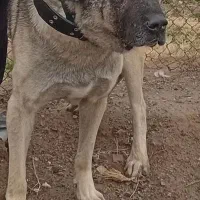 سگ عراقی|سگ|ساوه, |دیوار