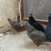 ۲ جفت زاغ آبادان و قهوه ای آبادانی|پرنده|کرج, عظیمیه|دیوار