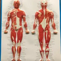 ماساژ درمانی|خدمات آرایشگری و زیبایی|شاهدشهر, |دیوار