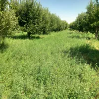 فروش یونجه