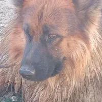 ژرمن نر ۲۰ ماهه