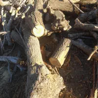 چند تن چوب خشک خشک سنجد توت زبان گنجشک گردو|عمده‌فروشی|ری, امین آباد|دیوار