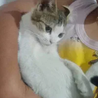 واگذاری گربه مهربون وابسته