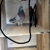 کبوتر