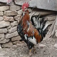 خروس