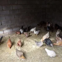 مرغ محلی تخمی