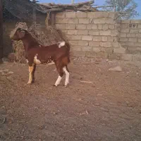 یه بز دوقلوها آبستن بادو کهره نر|حیوانات مزرعه|ارزوئیه, |دیوار