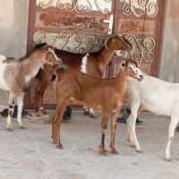 کهره داشتی گوشتی از کوچک تا کیلویی سرپایی داریم