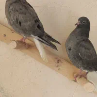 کبوتر مایدم