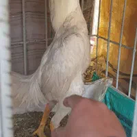 خروس لاری نسل معتبر فروش فوری به علت جمع اوری