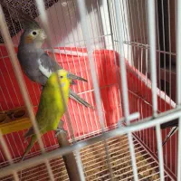 طوطی عروس ۱ساله|پرنده|ساری, |دیوار